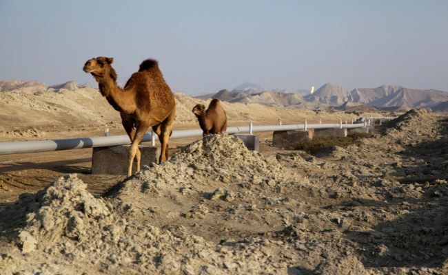 Gasleitungen im Iran und Kamele